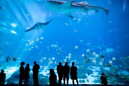 Learning to Love Aquatic Animals Can Teach Kids to Care About the Ocean ...