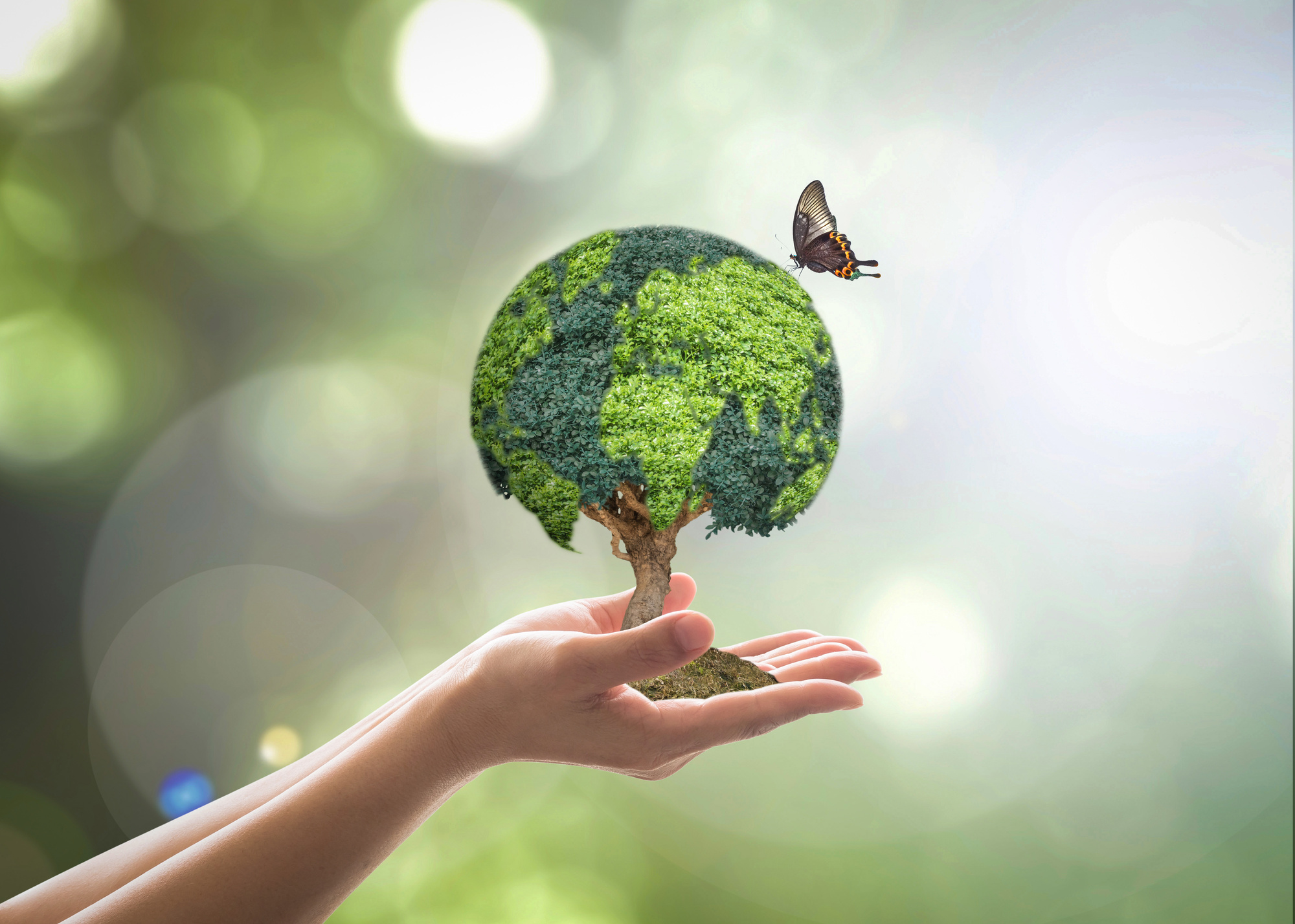  A hand holding a small tree shaped like the Earth with green leaves and a butterfly on top of it, symbolizing sustainable forest investment for environmental sustainability.